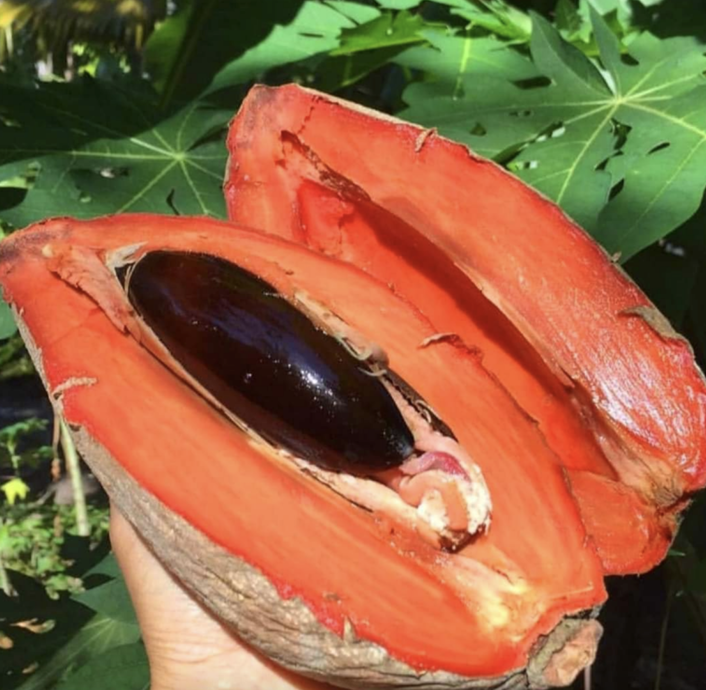 Sapota